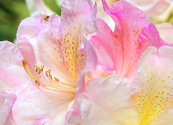 tropical flower, plants, soft, nice, rose, delicate, pretty, blossoms, bud, nature, flowers, blooms, lovely HD wallpaper