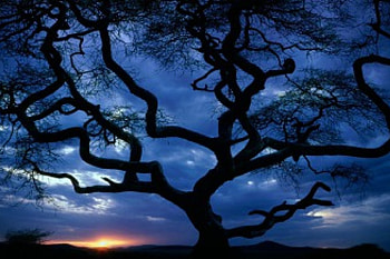 Night tree, night, blue, sky, cloud, tree HD wallpaper