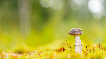 Edible mushrooms, Earthy flavors, High in nutrients, Culinary delight HD wallpaper