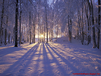 winter landscapes, landscape, winter HD wallpaper