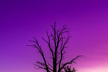 Nature, Sky, Twilight, Violet, Wood, Tree, Minimalism, Dusk, Purple HD wallpaper