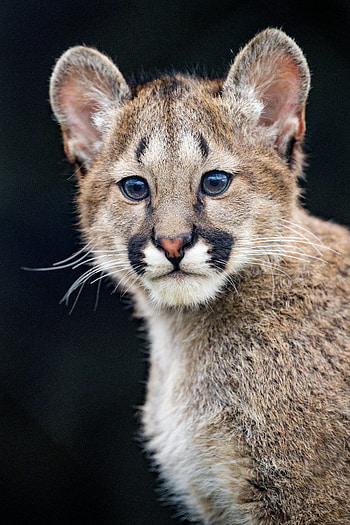 Animals, Puma, Young, Sight, Opinion, Animal, Sweetheart, Nice, Joey HD phone wallpaper
