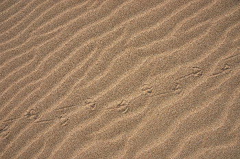 Sand, Desert, Miscellanea, Miscellaneous, Traces HD wallpaper