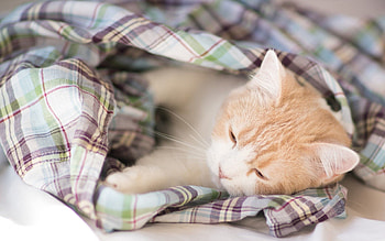 Animals, Kitty, Kitten, To Lie Down, Lie, Spotted, Spotty, Sleep, Dream, Blanket HD wallpaper