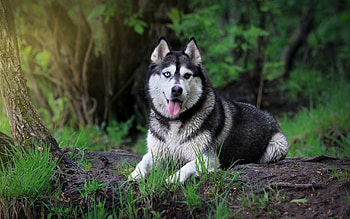 Cute husky , Michelle Thompson's collection, Playful expressions, Irresistible charm HD wallpaper