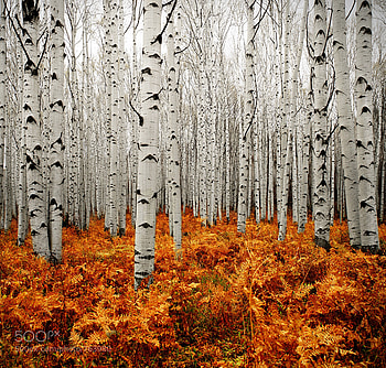 Aspen trees in Colorado, Serene majesty, Nature's sanctuary, Timeless allure HD wallpaper
