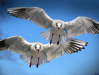 Flying Seagulls, animal, wings, birds, flying, seagulls HD wallpaper