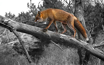 Animals, Fox, Wood, Forest, Tree, Stroll HD wallpaper