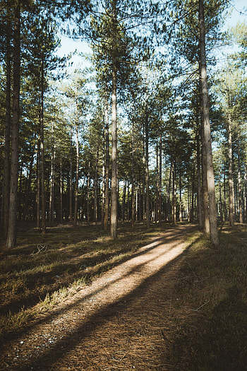 Nature, Trees, Pine, Coniferous, Forest, Path HD phone wallpaper