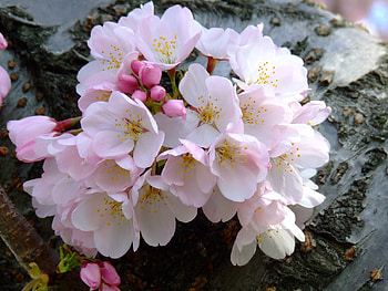 blossom bunch , bunch, blossom HD wallpaper