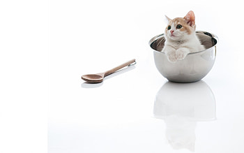 Cute Kitty, sweet, kitten, kitty, animals, cats, cute, beautiful, adorable HD wallpaper
