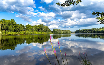 Lake, reflection, clouds, flowers, calm HD wallpaper