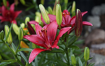 Lilies, flowers, plants, red HD wallpaper