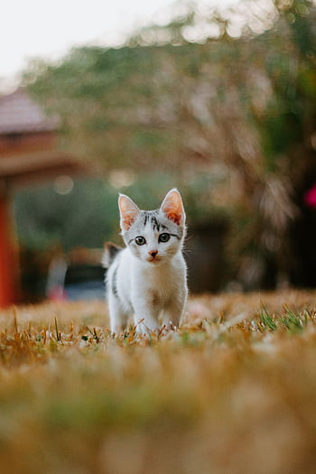 Adorable kitten walking through autumn grass, showcasing curious feline nature. HD phone wallpaper