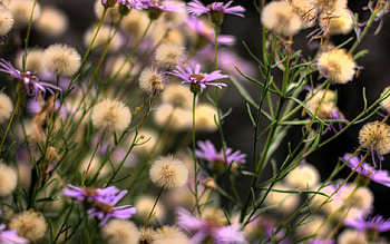 Wild Flowers, field HD wallpaper