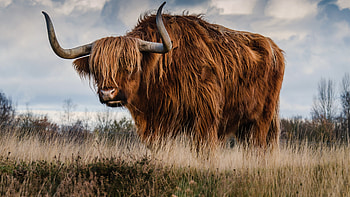Bull, Untamed power, Mysterious charm, worth a thousand words HD wallpaper
