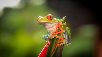 Red Eye Tree Frog, , backgrounds, Vibrant amphibians HD wallpaper