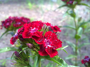 Plants, Flowers HD wallpaper