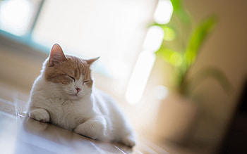 Animals, Cat, Blur, Smooth, Relaxation, Rest, Sleep, Dream HD wallpaper