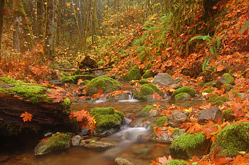 *** Autumn ***, trees, autumn, leaves, nature HD wallpaper