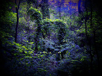 Nature, Night, Forest HD wallpaper