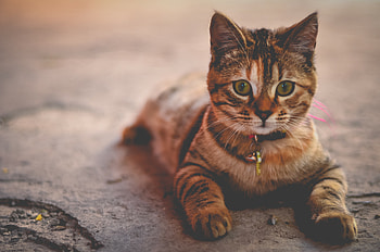 Animals, Lies, Kitty, Kitten, Striped, Collar HD wallpaper