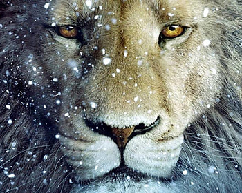 Face of a Lion, majestic, aslan, snow, eyes, face, lion HD wallpaper