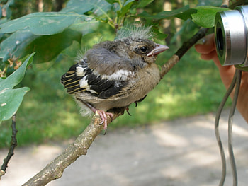 Animals, Birds HD wallpaper