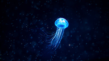 Jellyfish Illustration, jellyfish, underwater, animals, illustration, behance HD wallpaper