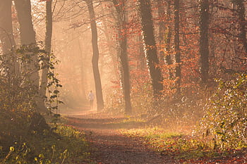 A person jogs along a foggy forest path surrounded by autumn leaves and morning sunlight. HD wallpaper