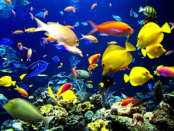 Animals, Fishes HD wallpaper