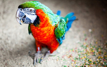 Animals, Parrots, Bird, Beak, Stains, Spots HD wallpaper