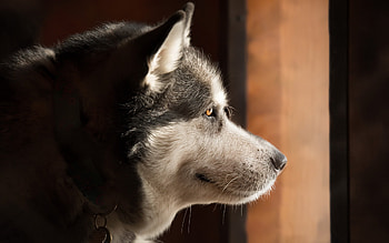 Alaskan Malamute big dog, Husky pets dogs, Cute animals HD wallpaper