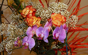Plants, Flowers, Bouquets HD wallpaper