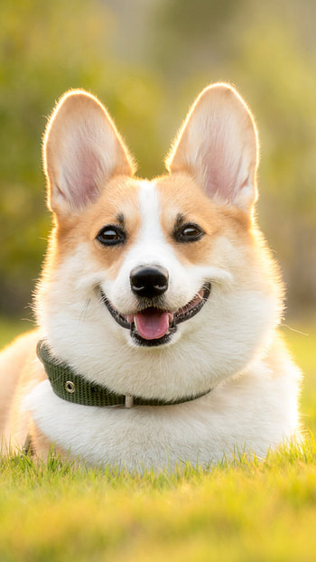 Outdoor husky dog, Dog JPG, Husky dog, Ultra HD phone wallpaper