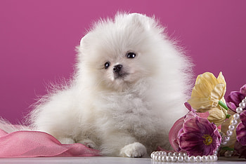 Puppy, Pomeranians HD wallpaper
