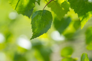 Detailed close-up of a fresh green leaf with blurred lush background, capturing the essence of spring. HD wallpaper