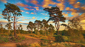 Evening Light On Lords Hill - Rushmere Park, UK, england, hills, colors, clouds, landscape, trees, sky HD wallpaper