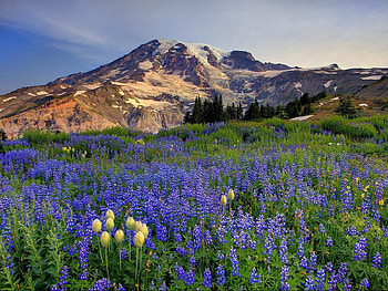 Nature, Flowers, Mountains, Vertex, Top, Glade, Polyana HD wallpaper