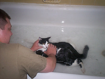 Bathtime kitty, kitty, bath HD wallpaper