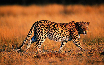 Animals, Grass, Leopard, Predator, Big Cat, Stroll, Hunting, Hunt HD wallpaper