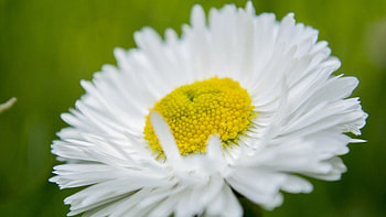 Camomile, Flower, Macro, Petals, Chamomile HD wallpaper