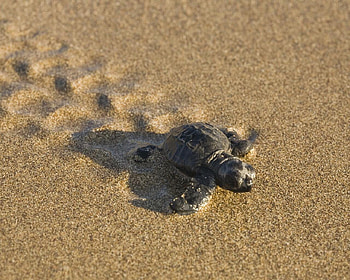 I Got to Get There, turtle, sand, animals, baby, sun, beach HD wallpaper