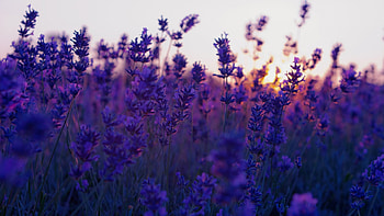 Lavender leaves, Purple sunset, Serene scenery, Natural beauty HD wallpaper