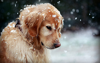 Animals, Dogs HD wallpaper