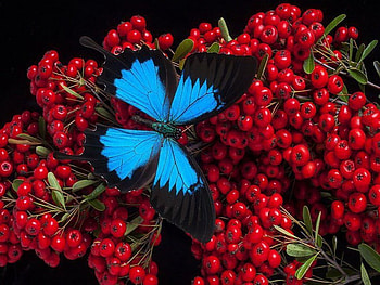 Fruity treat, berries, butterfly, Morpho, red HD wallpaper