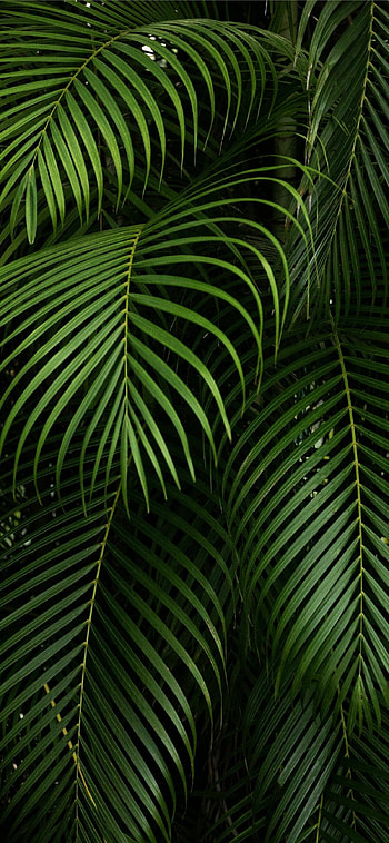 Palm leaves , , Tropical vibe, Exotic HD phone wallpaper