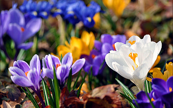 Flowers, Snowdrops, Macro, Multicolored HD wallpaper