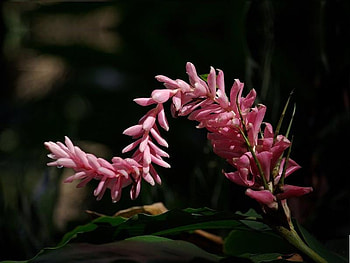Fiji Flower, purple, shaped, fiji, flower HD wallpaper
