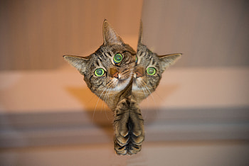 Animals, Reflection, Cat, Muzzle, Striped HD wallpaper